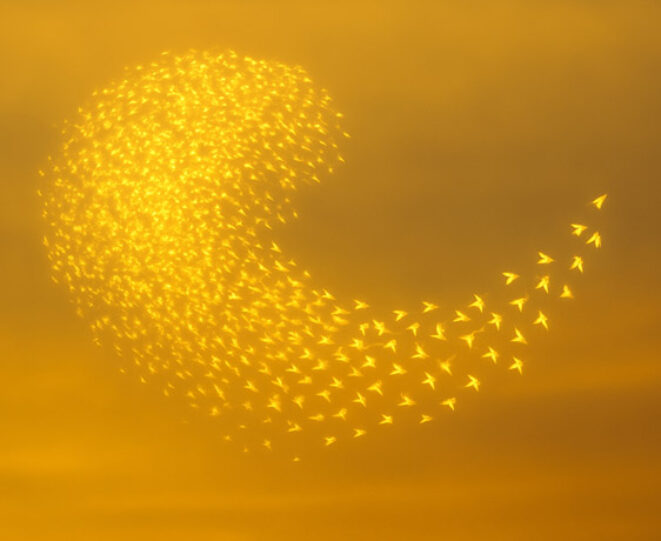 Golden starlings by Moya & SavoQuyn